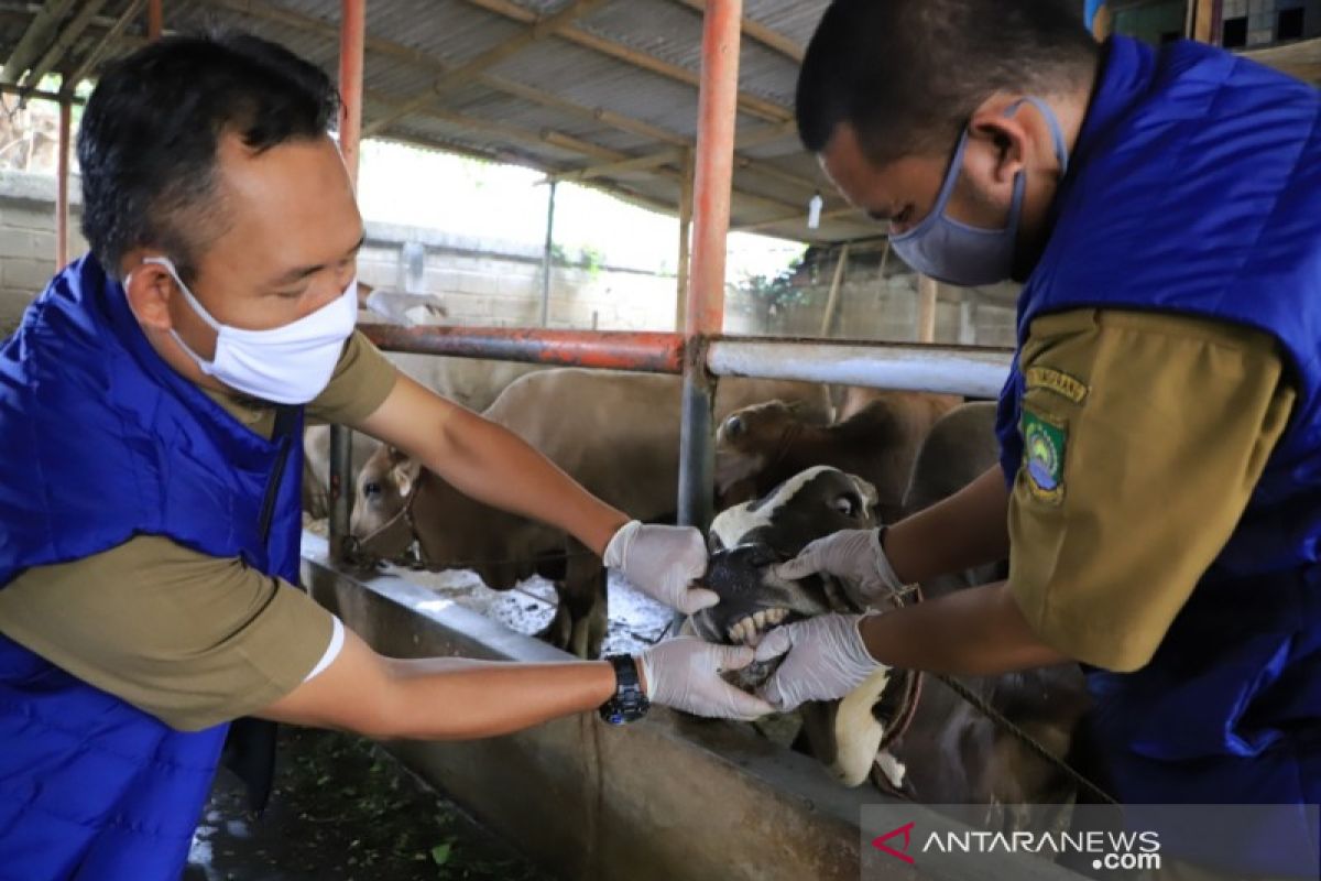 Pemkot Tangerang terjunkan puluhan dokter periksa hewan kurban