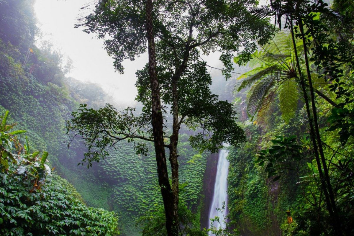 ACB: Perlindungan ekosistem hutan cegah dampak negatif perubahan iklim