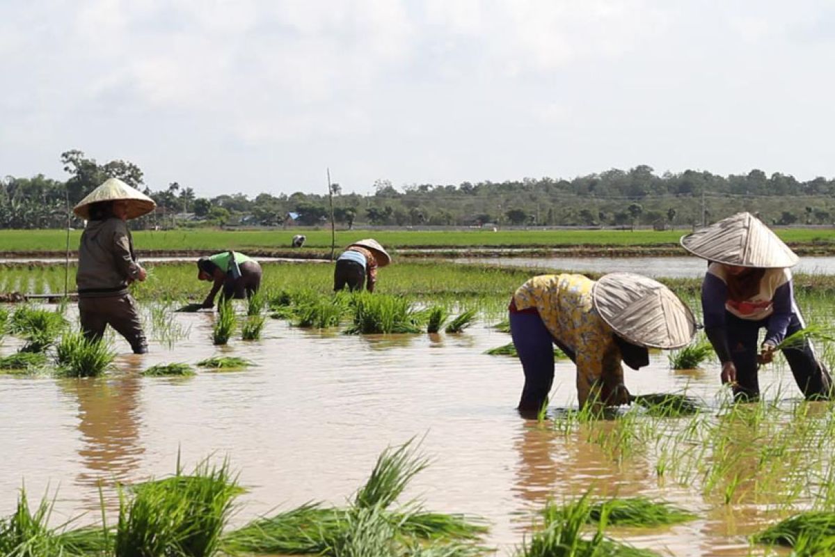 Dinas Pertanian Kalsel optimistis  produksi padi capai 1,5 Juta ton