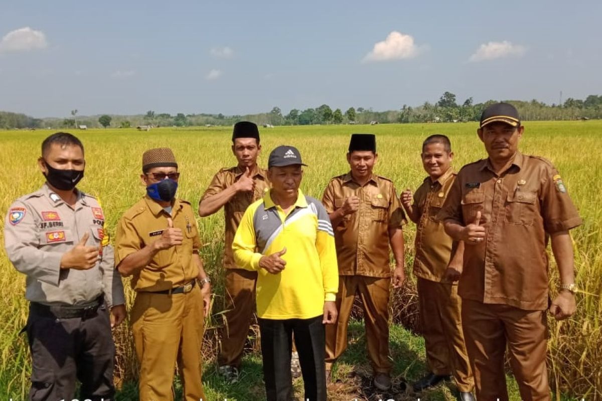 Penyuluh siap dampingi panen padi di Tanah Sepenggal Bungo