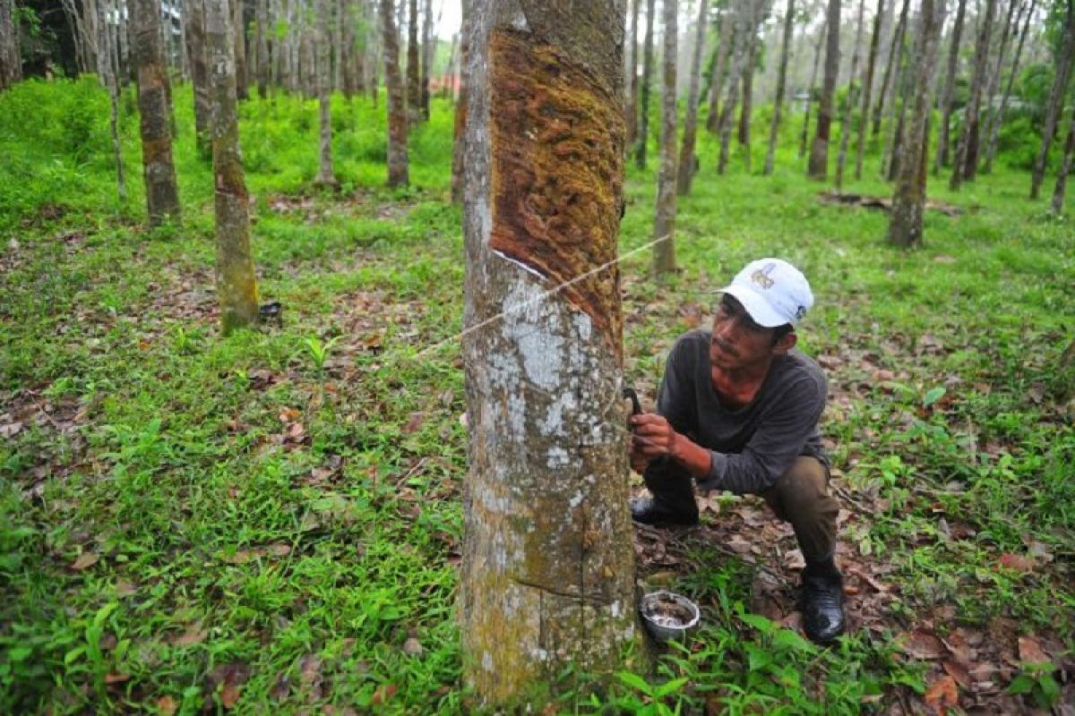 Penyadap karet di Jaluko Muarojambi