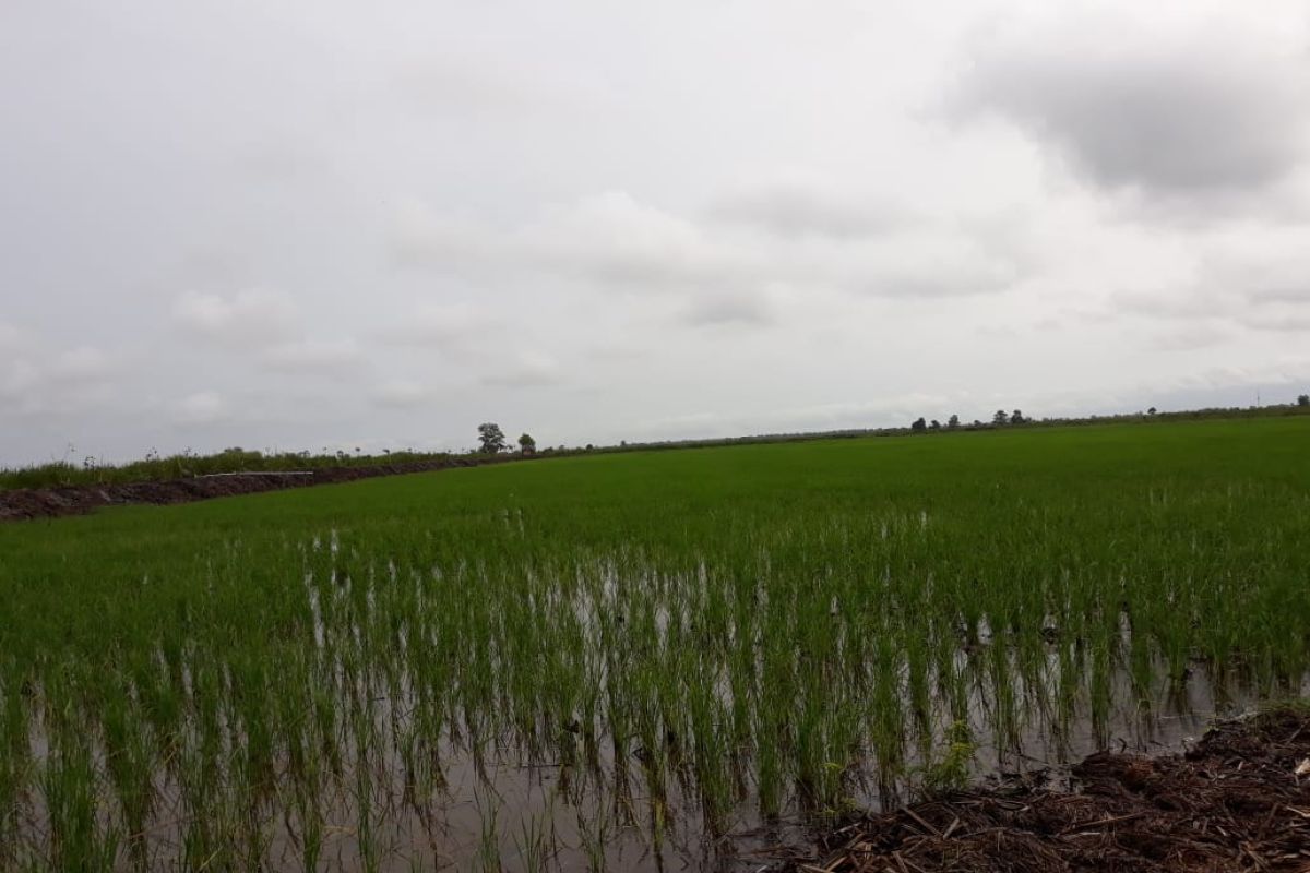 Pemprov Kalsel bakal beli beras petani untuk stok pangan selama pandemi