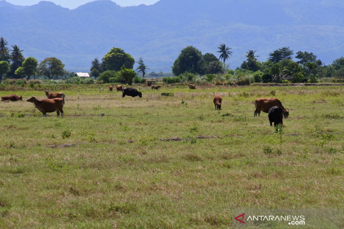 51,2 persen wilayah Indonesia telah alami musim kemarau