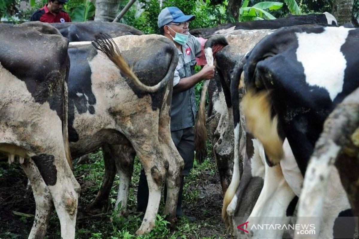 Kementan memperketat pengawasan area penjualan hewan kurban