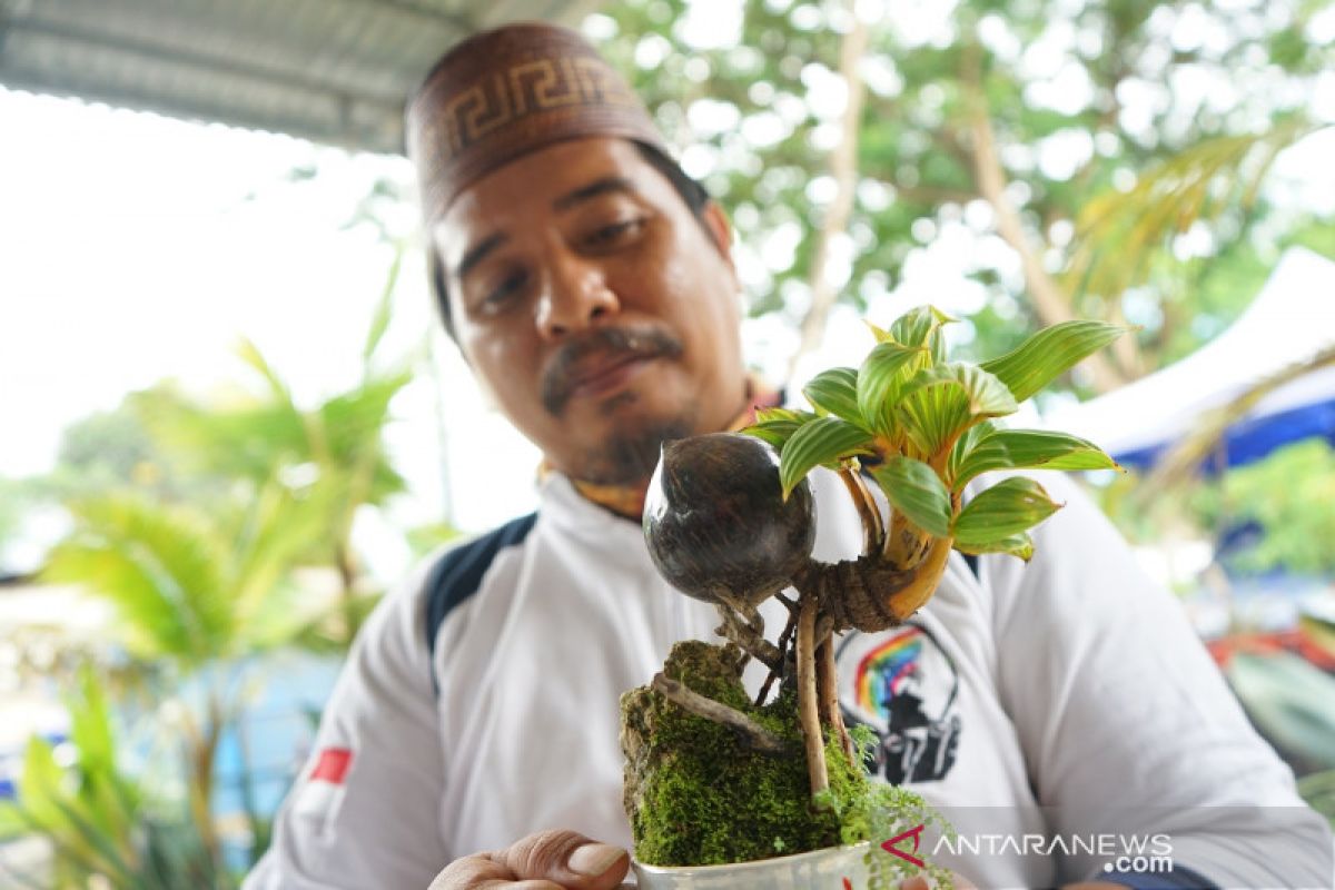 Budi daya bunga bonsai kelapa makin diminati di Gorontalo