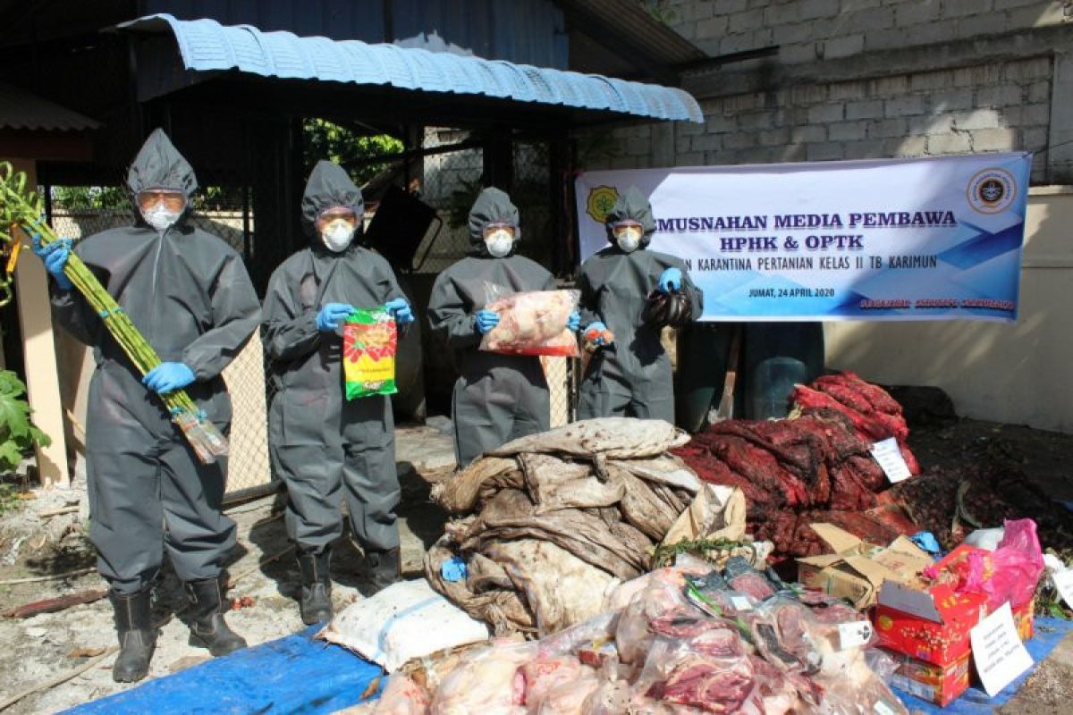 Karantina Pertanian Karimun musnahkan 1,5 ton bawang bekas impor
