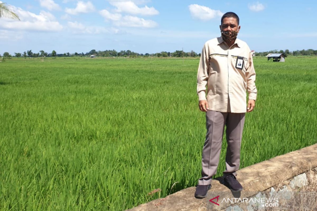 Bulog: Stok pangan Kalsel aman lima bulan ke depan