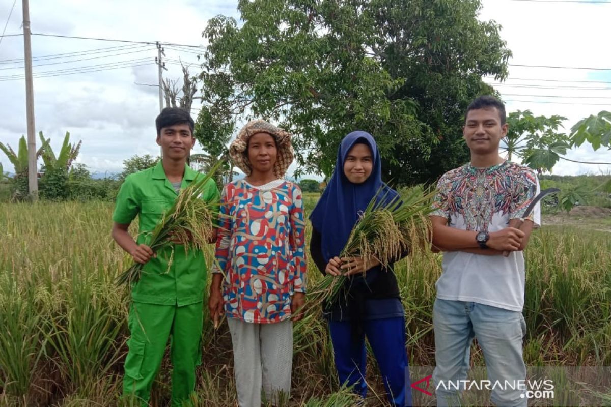 Mahasiswa Polbangtan Medan dampingi petani Paluta panen padi