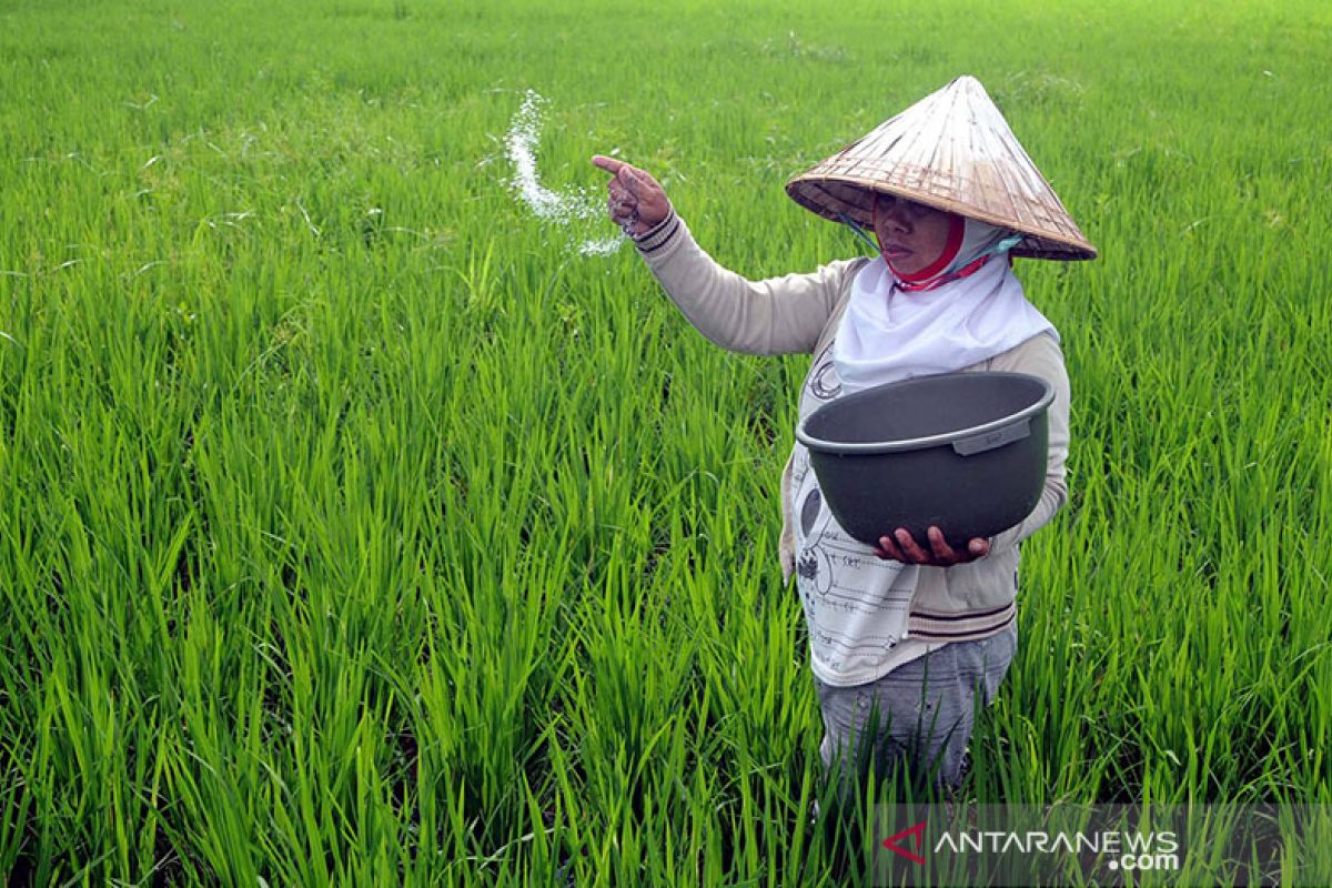 Realisasi distribusi pupuk bersubsidi di Lampung 543.965 ton