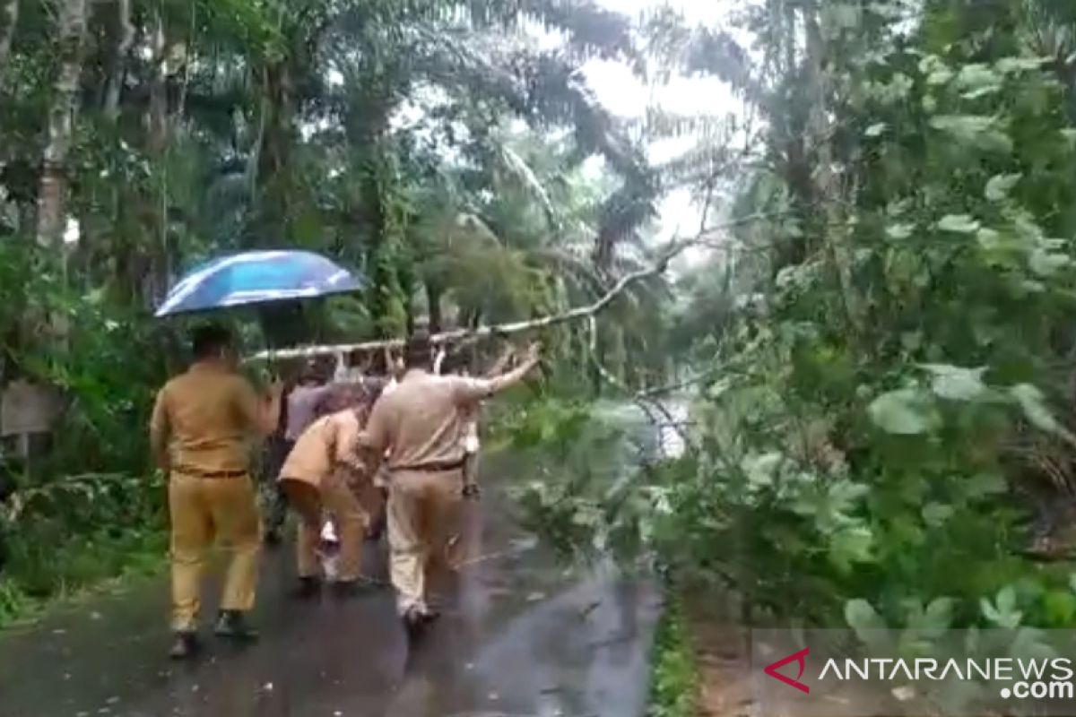 Bupati Bangka turun langsung angkat pohon tumbang (Video)
