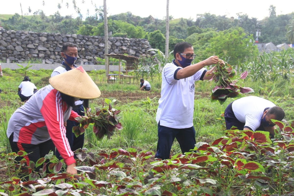 Danlantamal VIII pimpin panen sayur di lahan ketahananan pangan