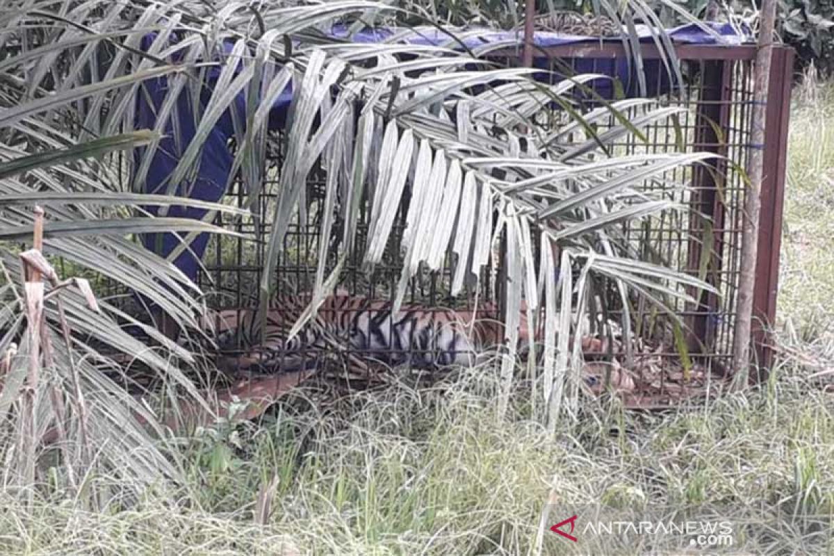 BKSDA catch Sumatran tiger wandering around Solok's plantation area