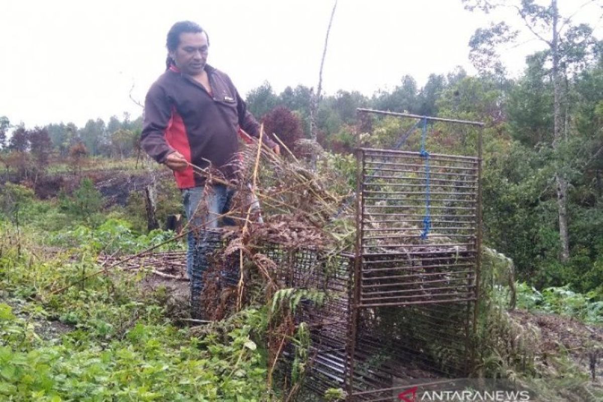 Perburuan misteri makhluk pengisap darah ternak di Taput, ada gua angker di balik air terjun