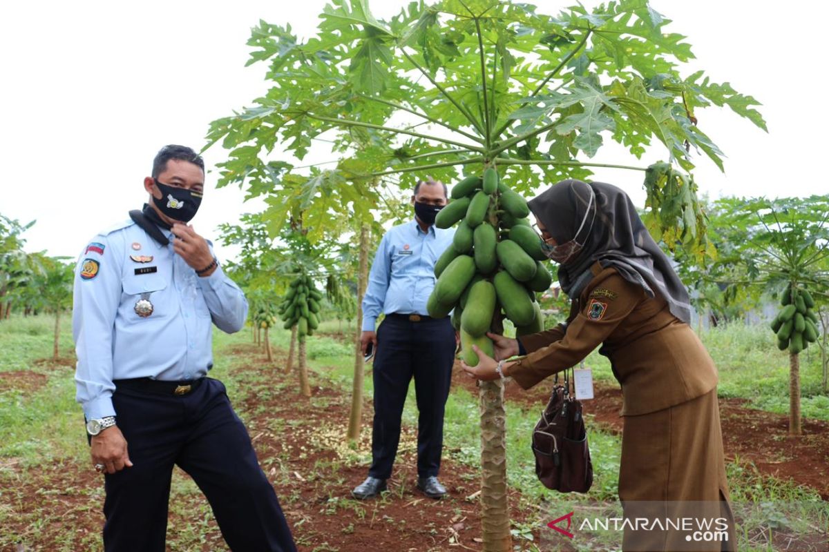 Kunjungi Rutan Pelaihari rombongan Dispersip Kalsel diajak panen buah