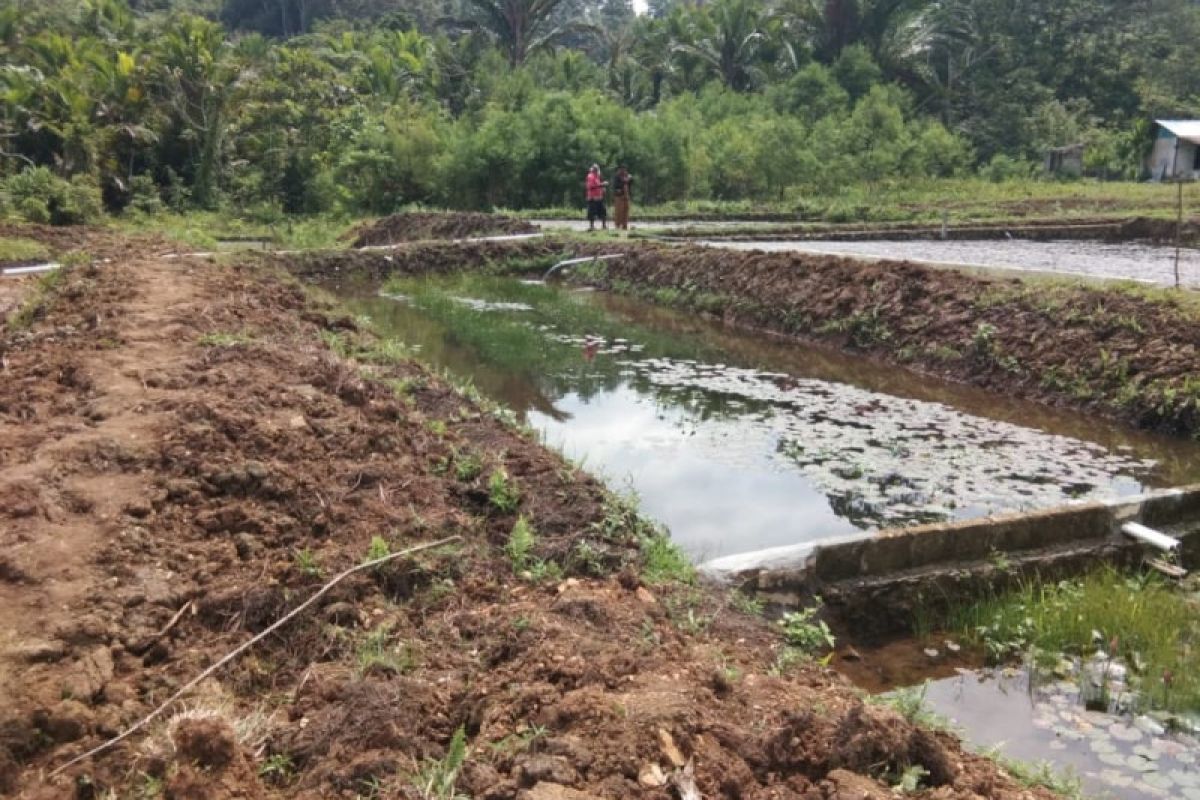 Pemkab Jayapura galakkan program ekonomi gerakan memelihara ikan