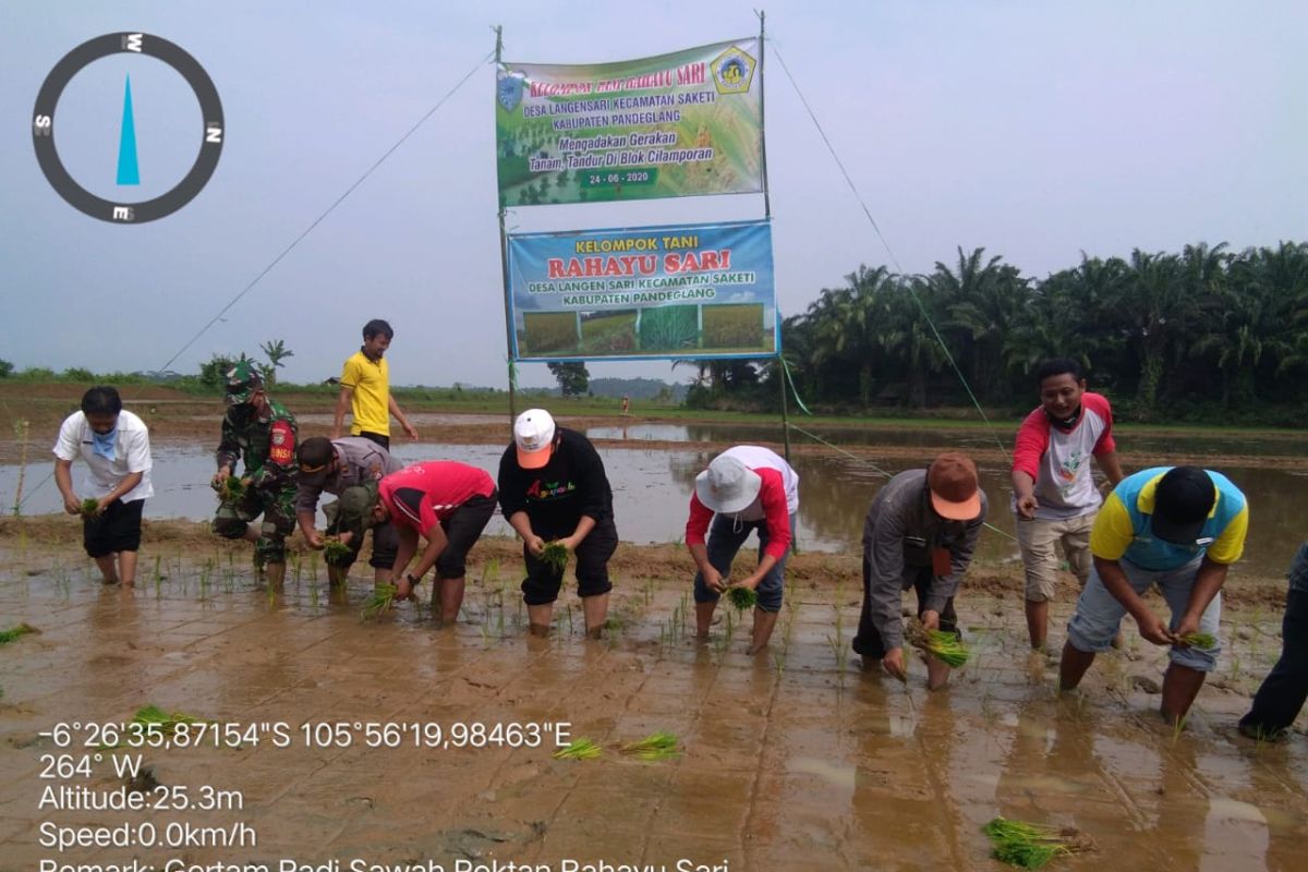 Penuhi Pasokan Pangan, Poktan Rahayu Sari Kecamatan Saketi Gertam Padi 175 Hektar