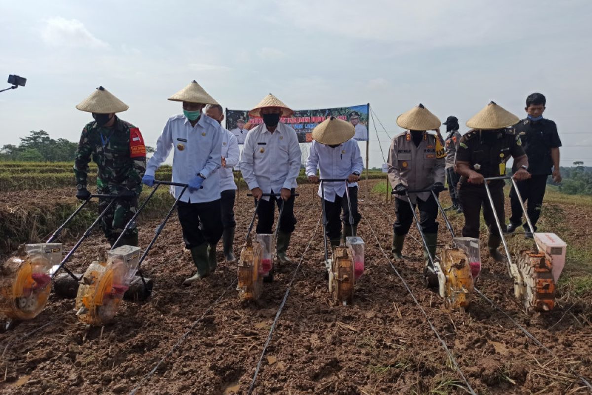 Pairin targetkan panen jagung di Metro capai 6 ton per hektare