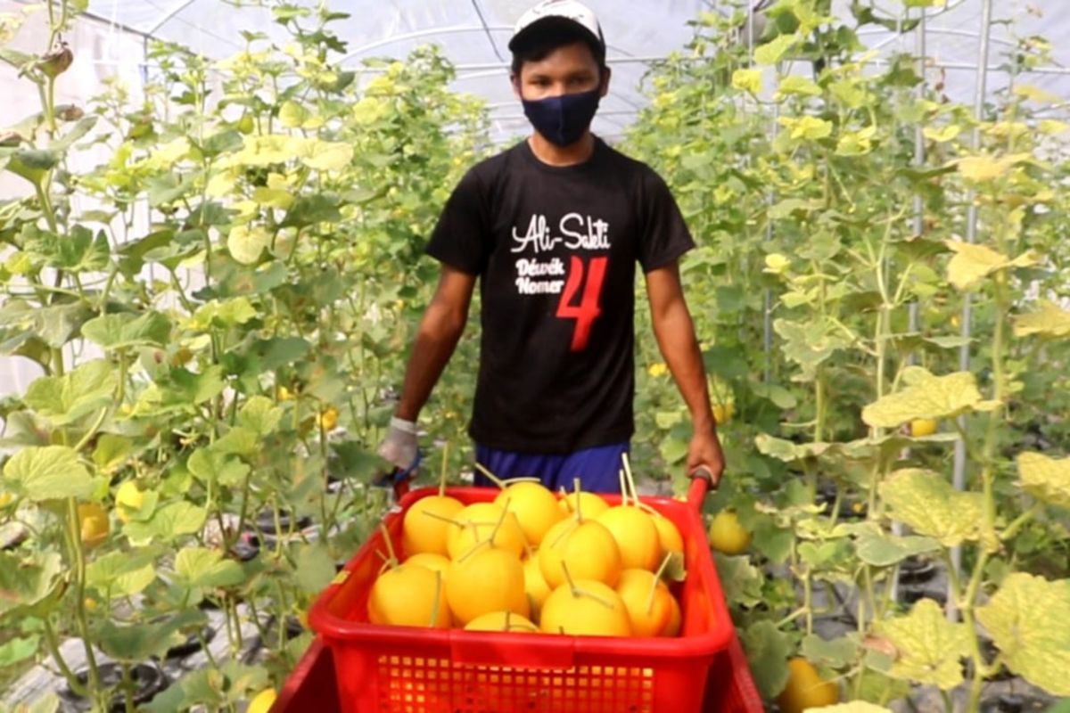 Petani Desa Ombe Baru wujudkan "Kampung Sehat" dengan golden melon