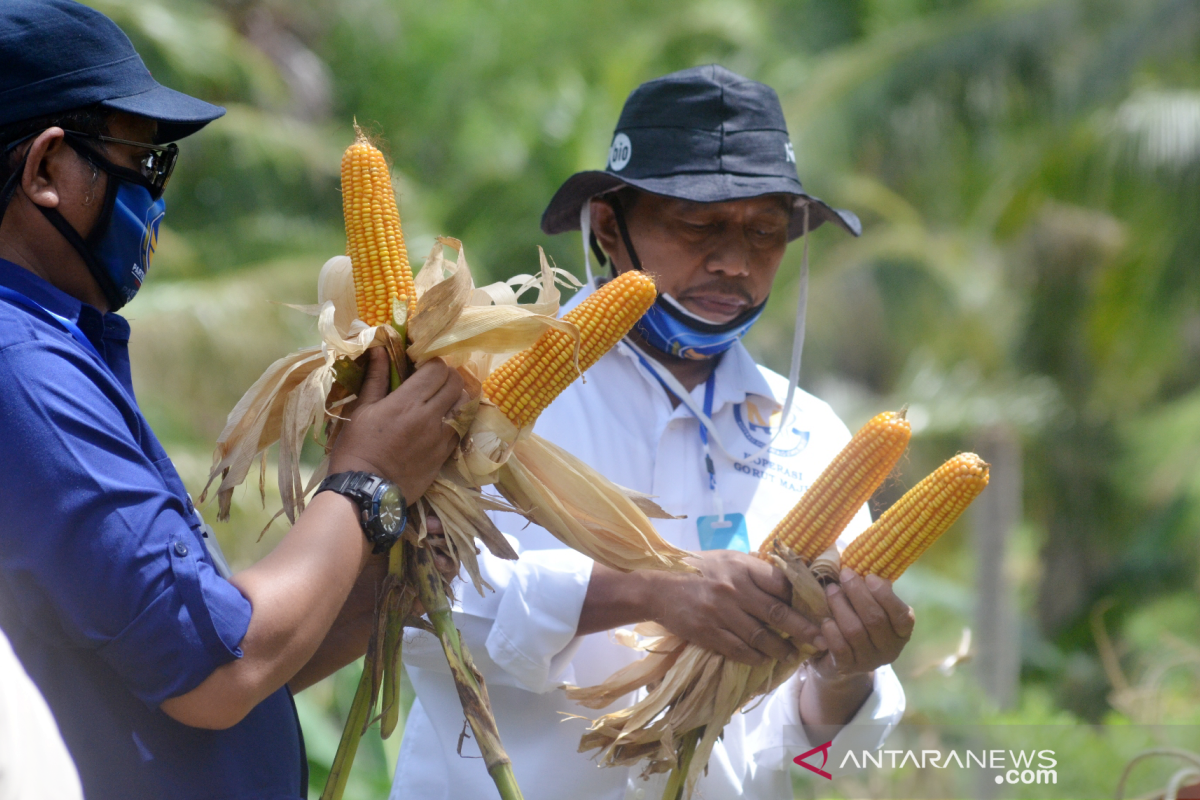 DPRD dorong peningkatan produksi jagung di Gorontalo Utara