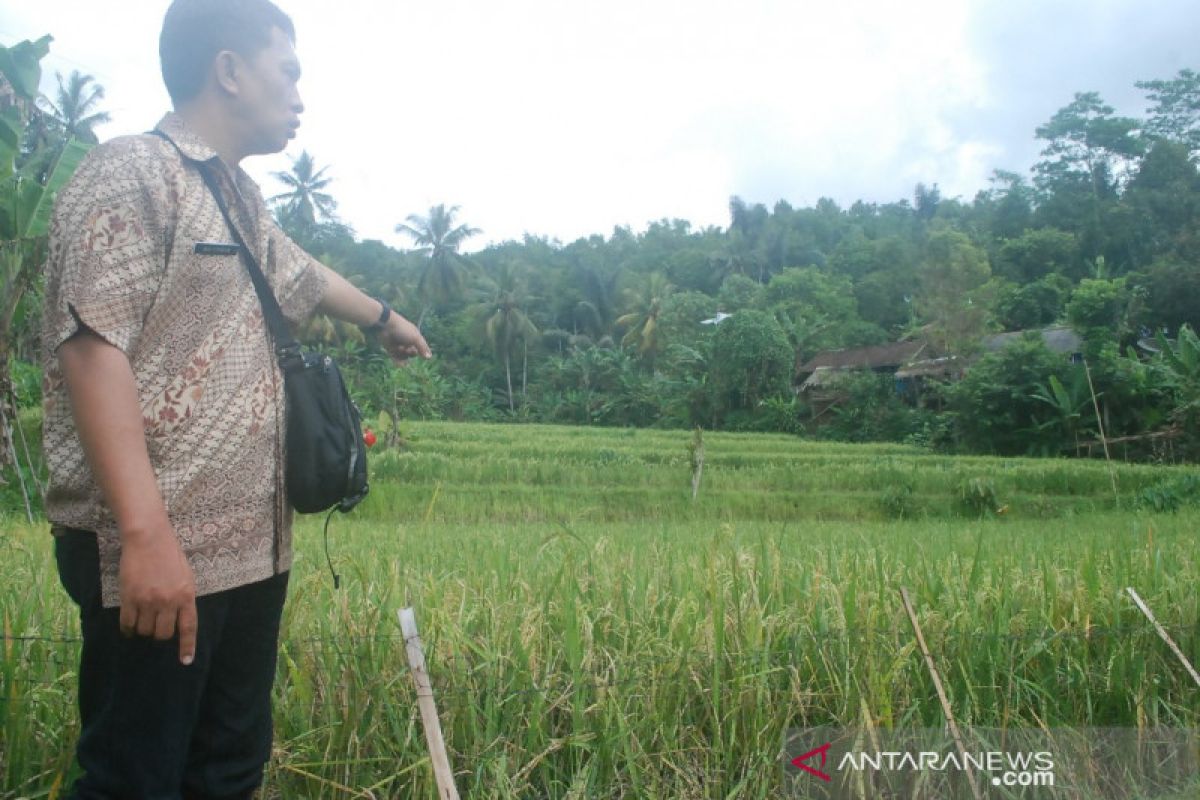 Petani Sukabumi dimotivasi lakukan percepatan olah tanah dan tanam jaga persediaan pangan