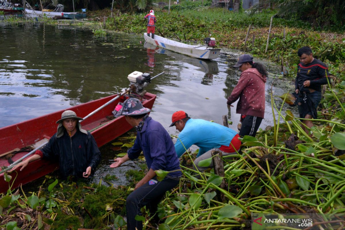 Pemerintah Minahasa berupaya berantas enceng gondok di Danau Tondano