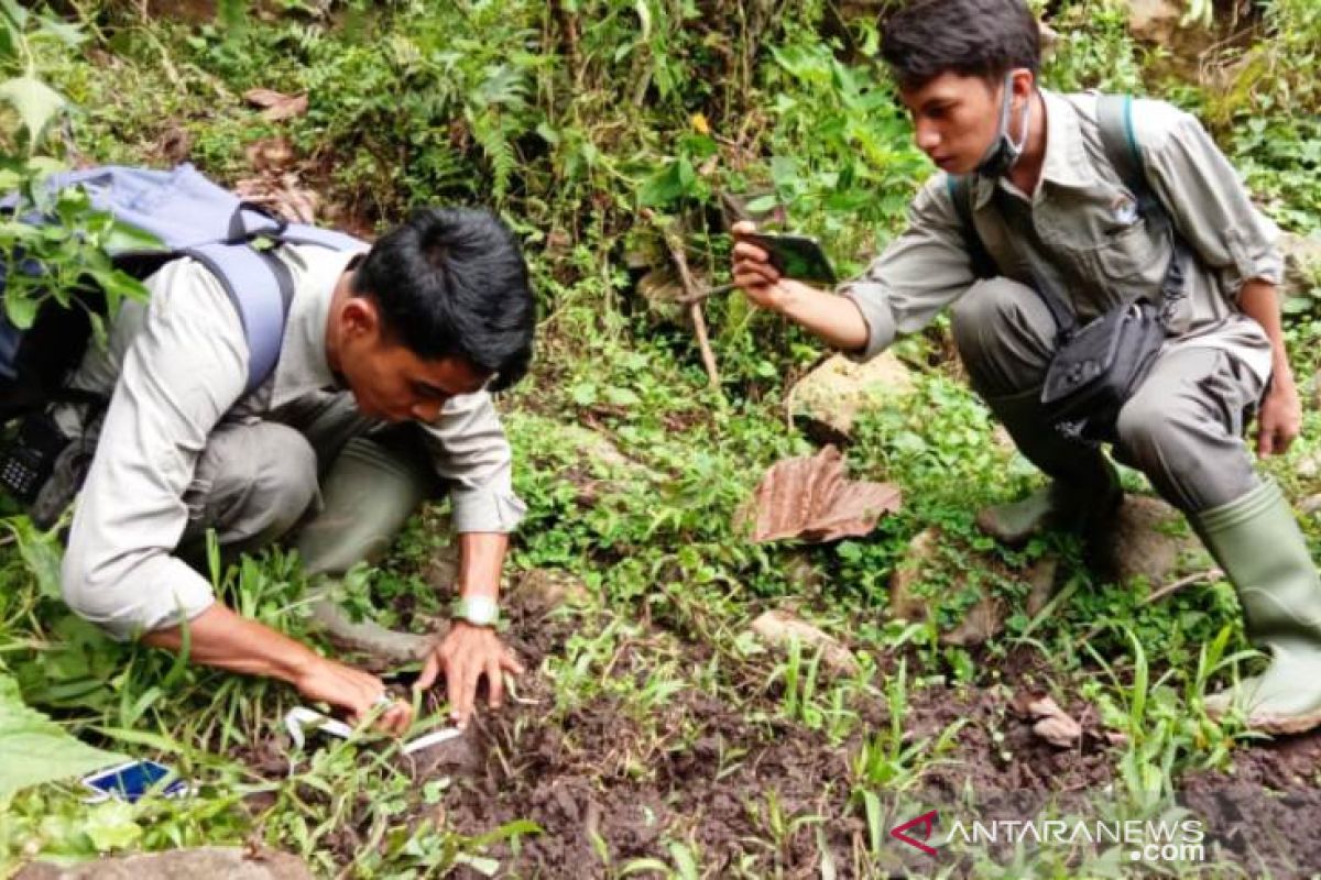 Digembala di hutan penggunaan lain, dua kerbau milik warga Agam diterkam Harimau Sumatera