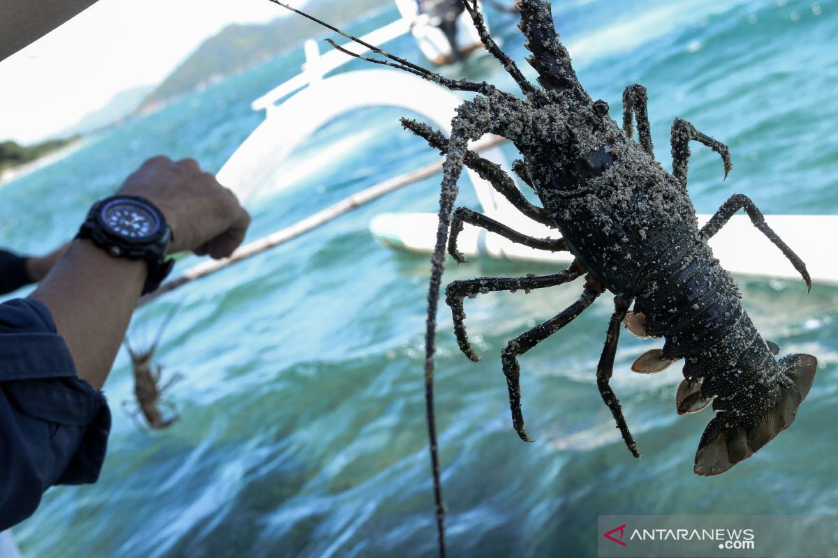 Dinas Kelautan dan Perikanan NTB melepas liar lobster hasil budi daya