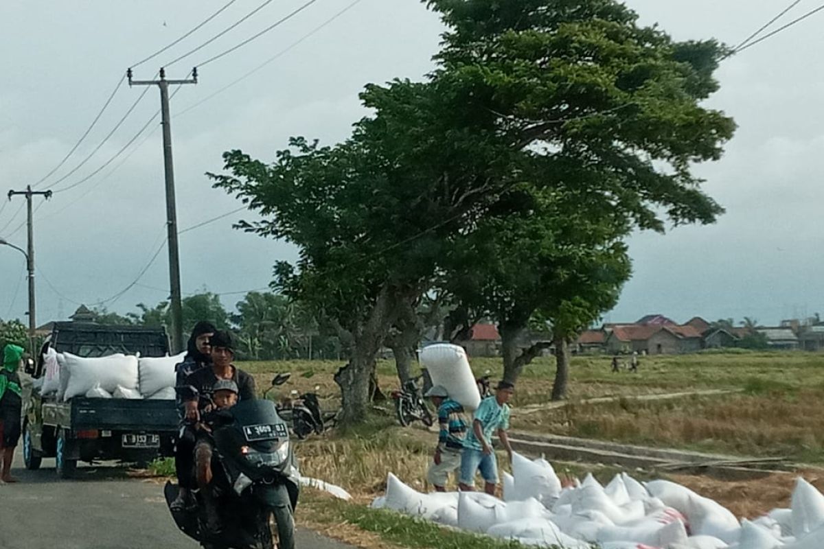 Dinas Pertanian Banten tingkatkan produksi padi antisipasi  kekurangan pangan ditengah pandemi