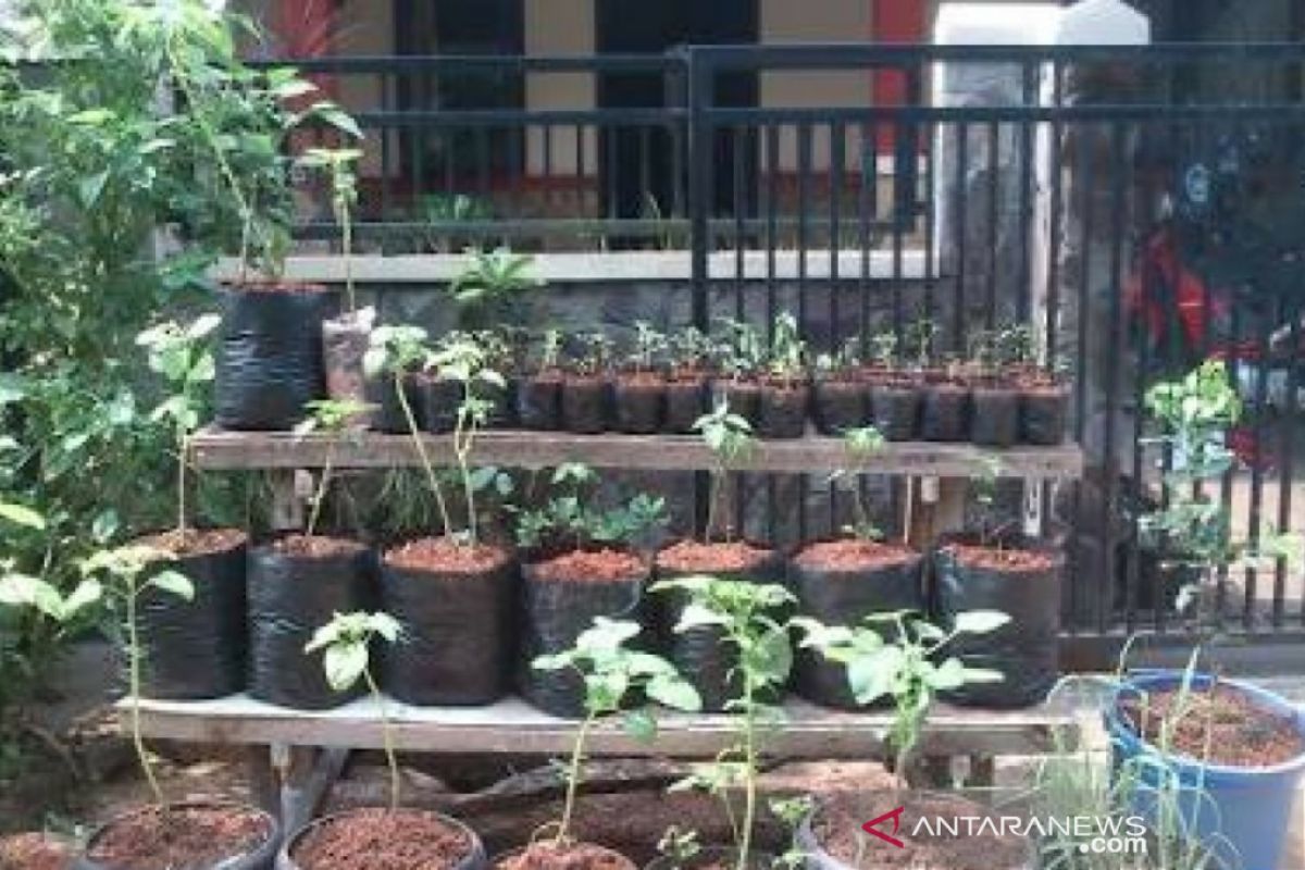 Program urban farming bantu kebutuhan pangan warga di Kota Bogor