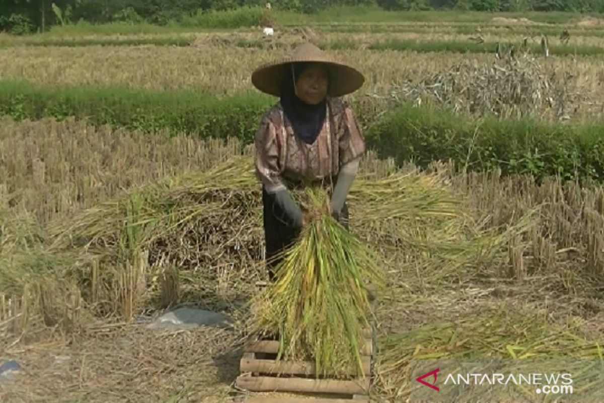 Ketersediaan beras Kabupaten Sukabumi mencukupi hingga 2021
