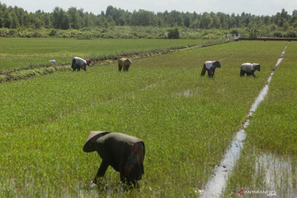 Lokasi cetak sawah baru di Kalteng telah diteliti  Kementerian LHK