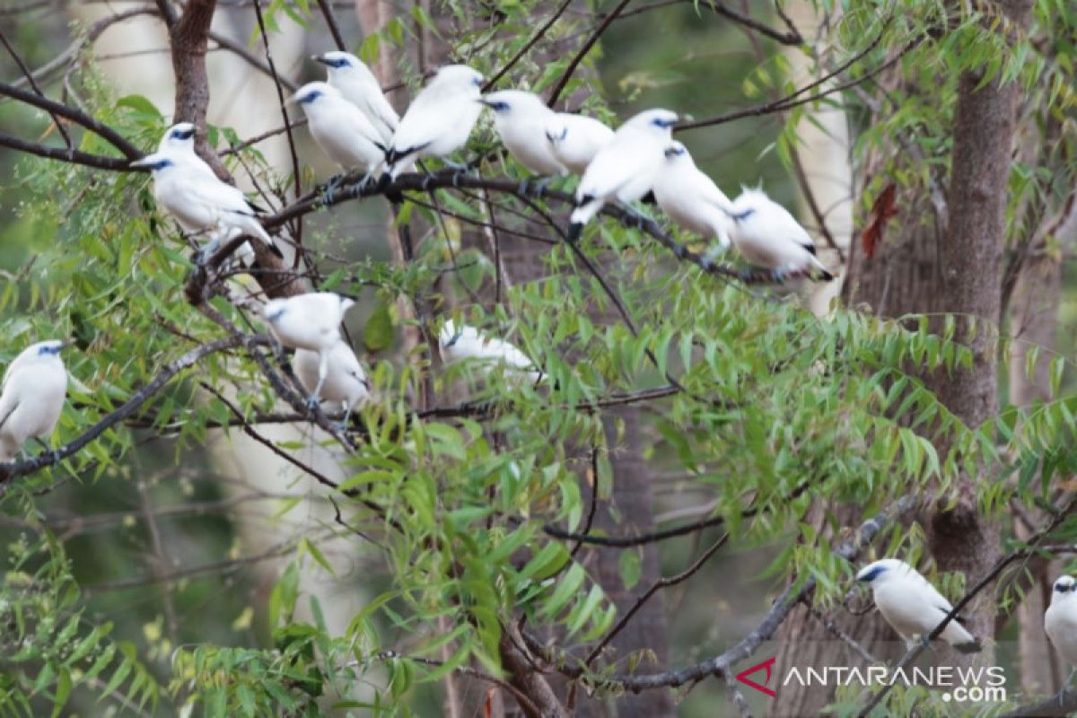 303 ekor burung jalak bali hasil penangkaran dilepasliarkan di TNBB