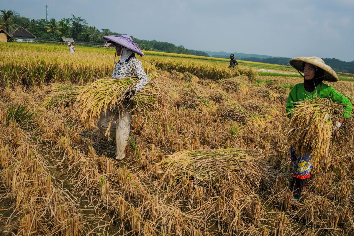 BPS: perlu langkah agar nilai tukar petani berada di titik impas