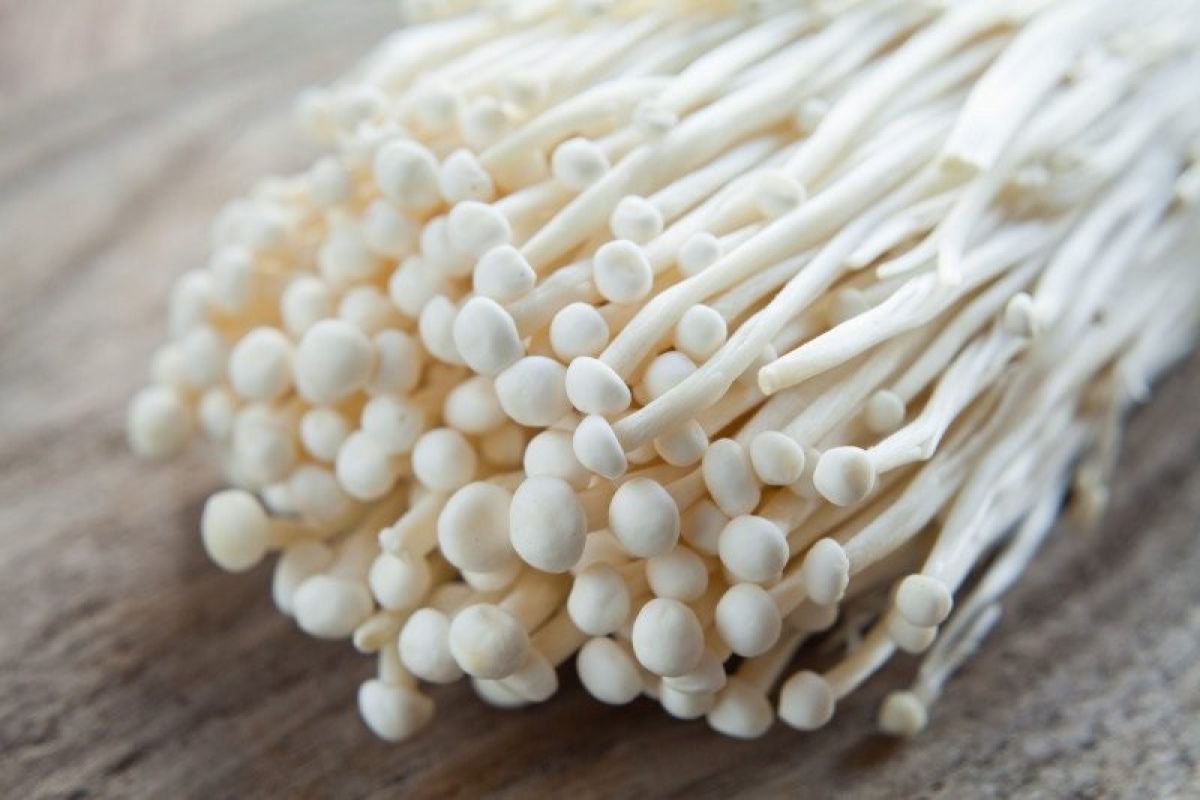 Kementan musnahkan jamur enoki dari Korsel dan fakta terkait bakteri Listeria