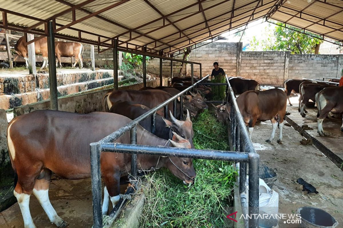 BAZNAS: Protokol COVID-19 hewan kurban sifatnya menyeluruh