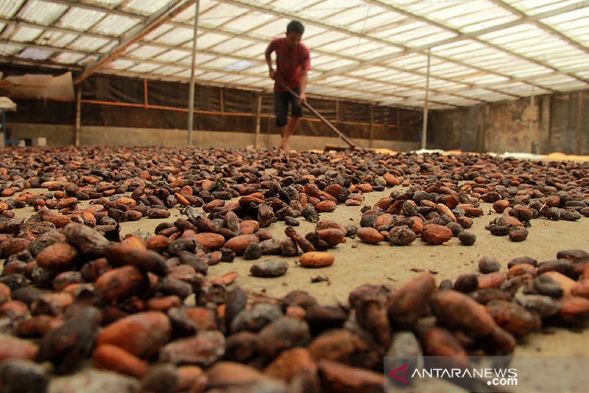 Dinas Perkebunan Kolaka tunda pembelian mesin pengolah kakao