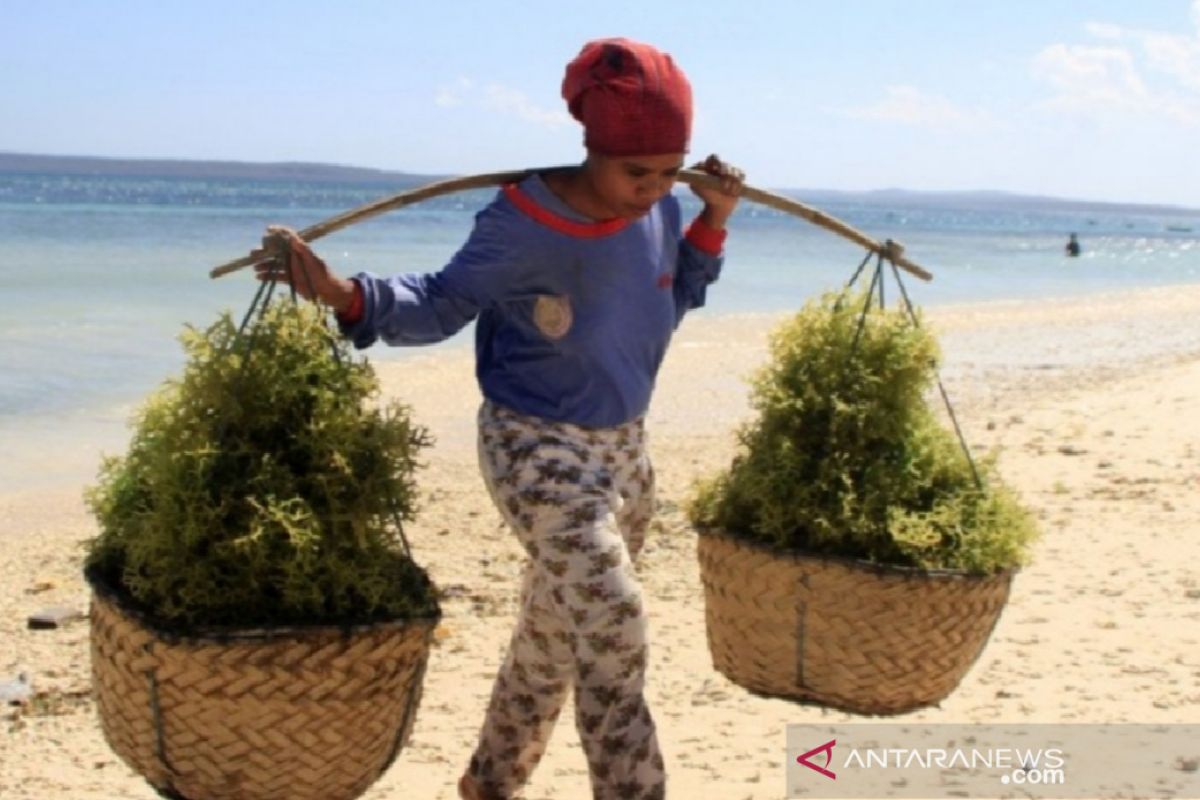 Bupati Sumba Timur pastikan hasil rumput laut warga tetap dipasarkan