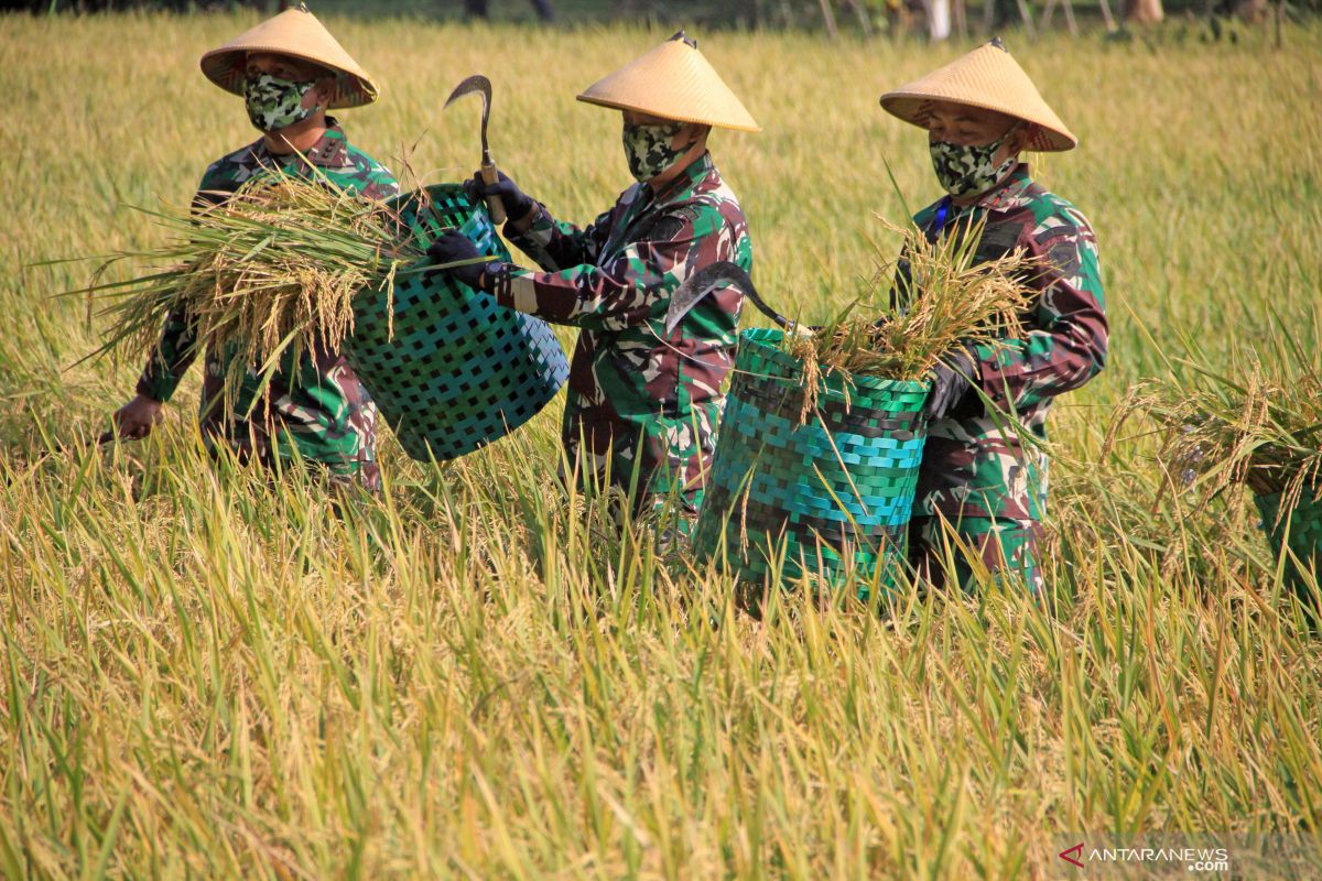 Jawa Tengah diperkirakan surplus beras 2,8 juta ton tahun ini