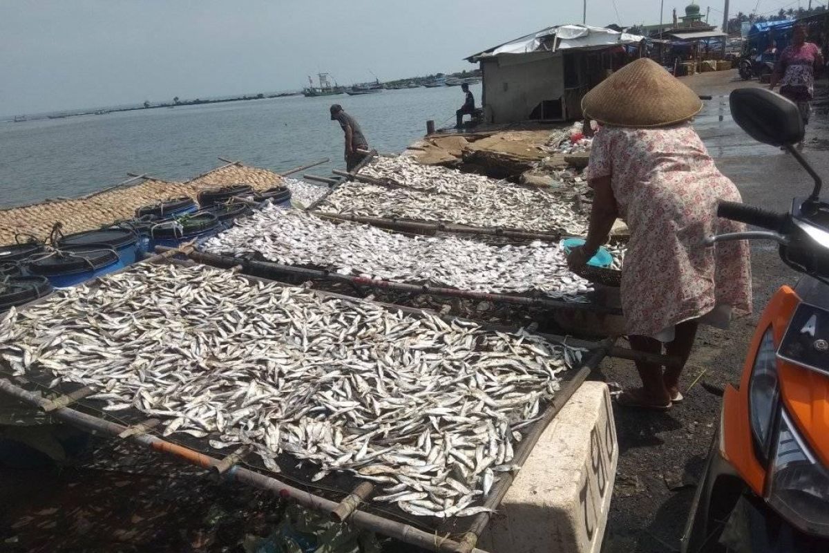 Produksi ikan asin di Teluk Labuan Pandeglang turun