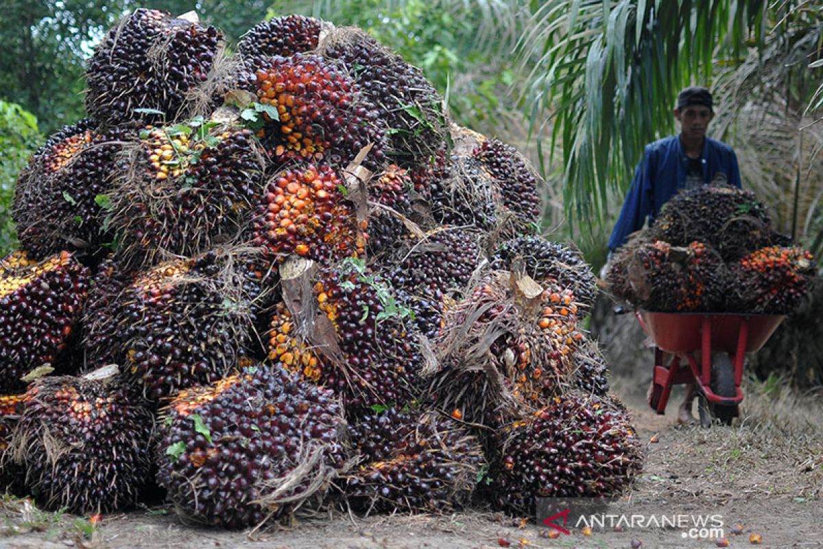 Harga CPO di Jambi turun Rp332 per kilogram