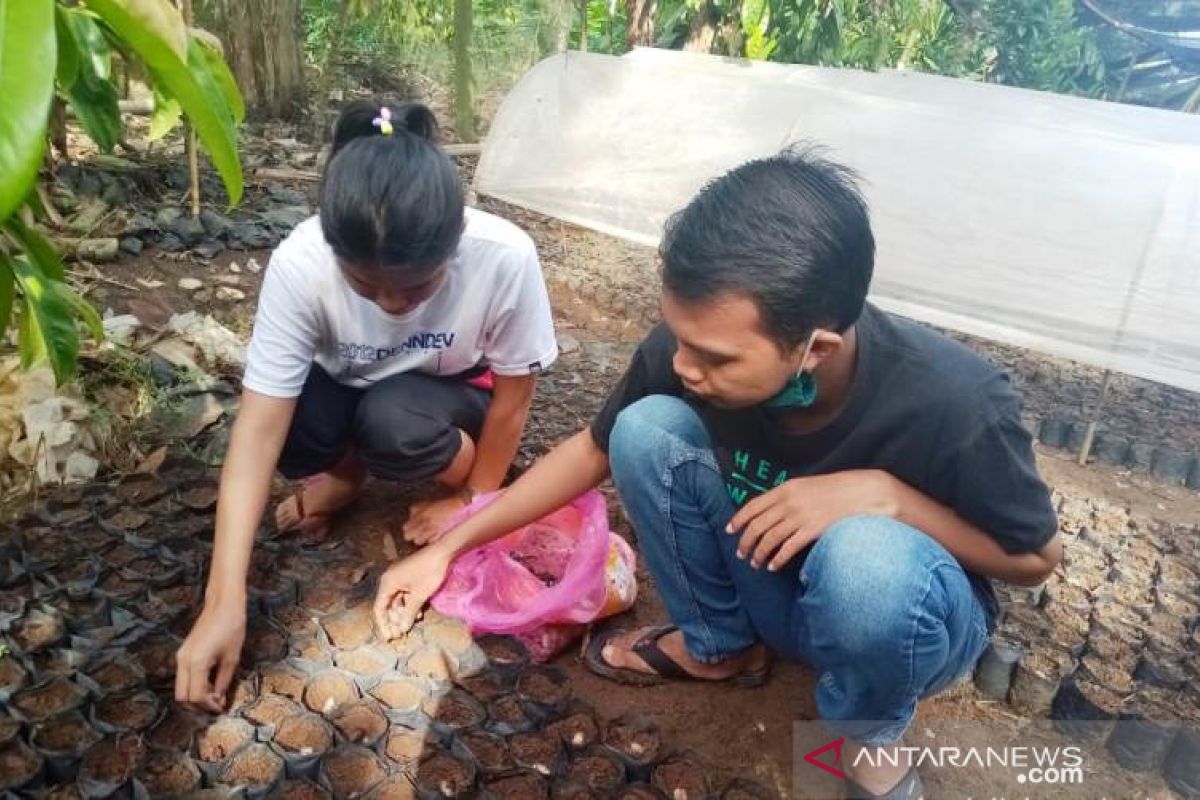 Tingkatkan sikap kreatif, mahasiswi Polbangtan Medan turut membibit kakao