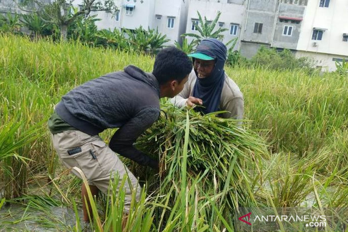 Mahasiswa Polbangtan Medan bantu petani Langkat panen padi