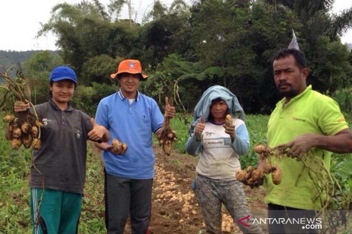 Petani Toba panen kentang bersama mahasiswa Polbangtan Medan