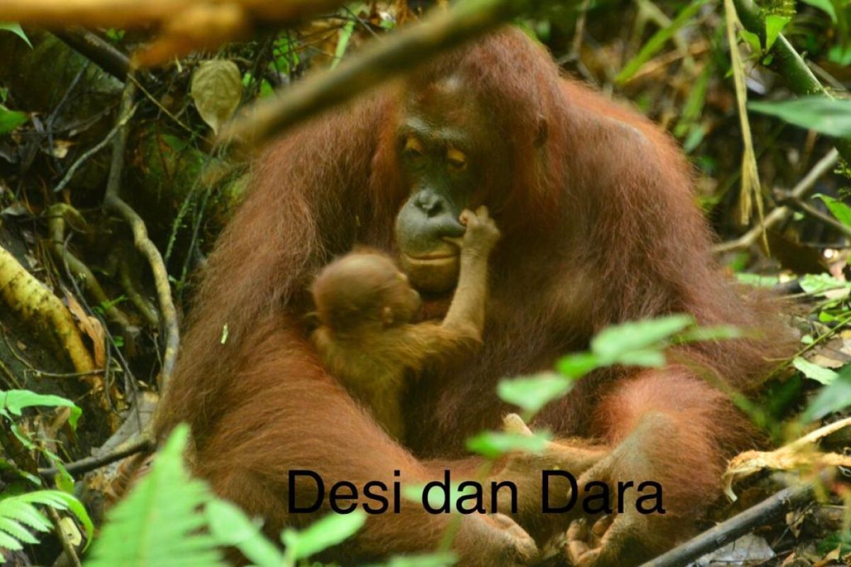 Menteri LHK beri nama bayi orangutan rehabilitan di Kalteng