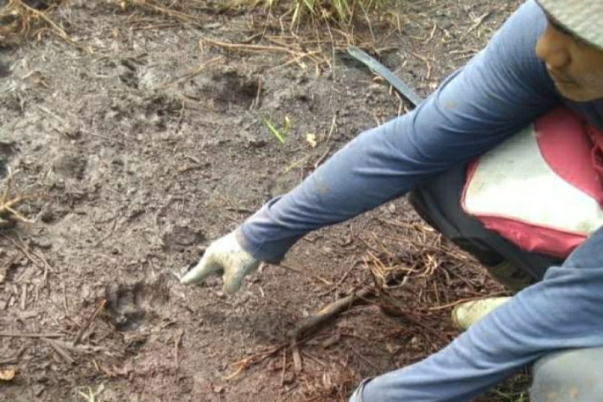 VIDEO - Seekor sapi mati, warga Desa Tenggayun Bengkalis temukan jejak harimau