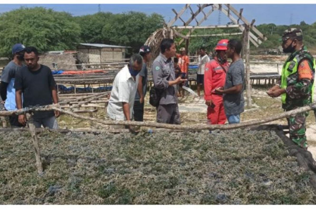 PP klarifikasi keluhan petani rumput laut di NTT