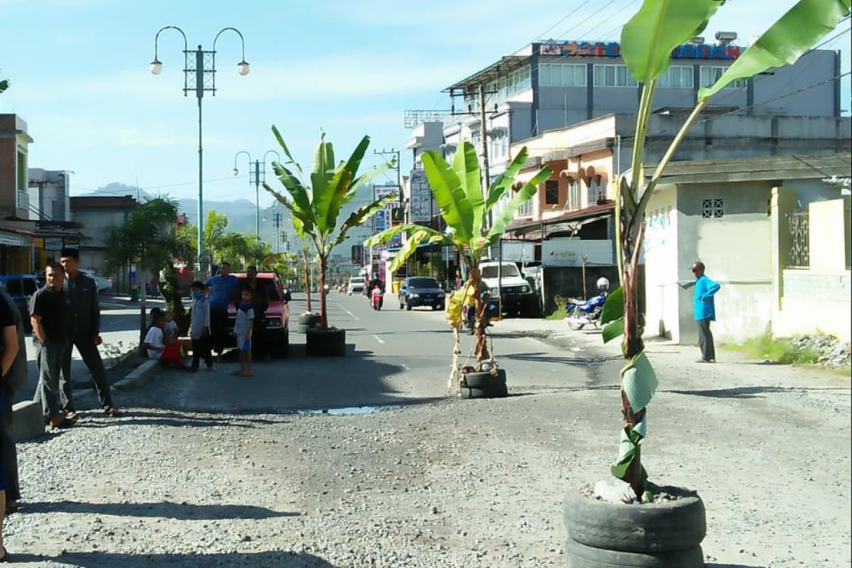 Tanah masih luas, tapi warga tanam pisang di jalan, ada apa ya?