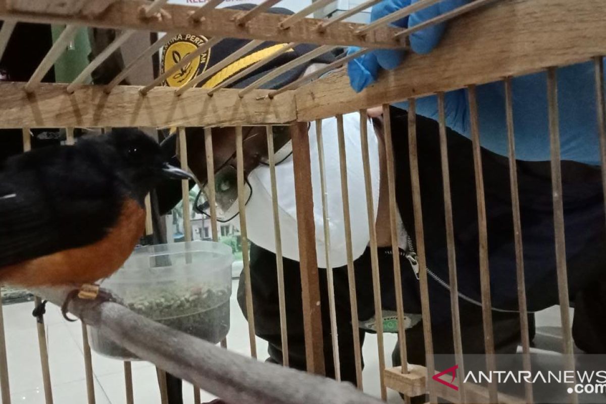 Burung murai batu diamankan Polsus Karantina Balikpapan