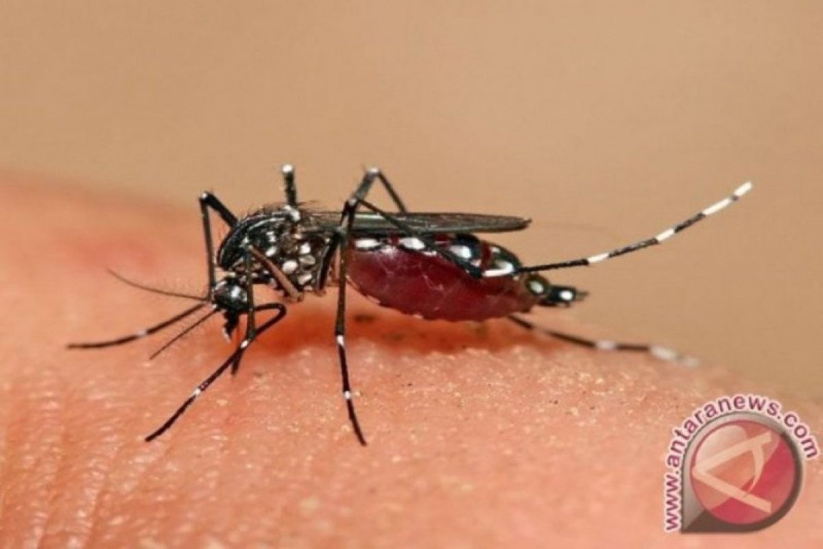 China akan gunakan nuklir untuk basmi nyamuk