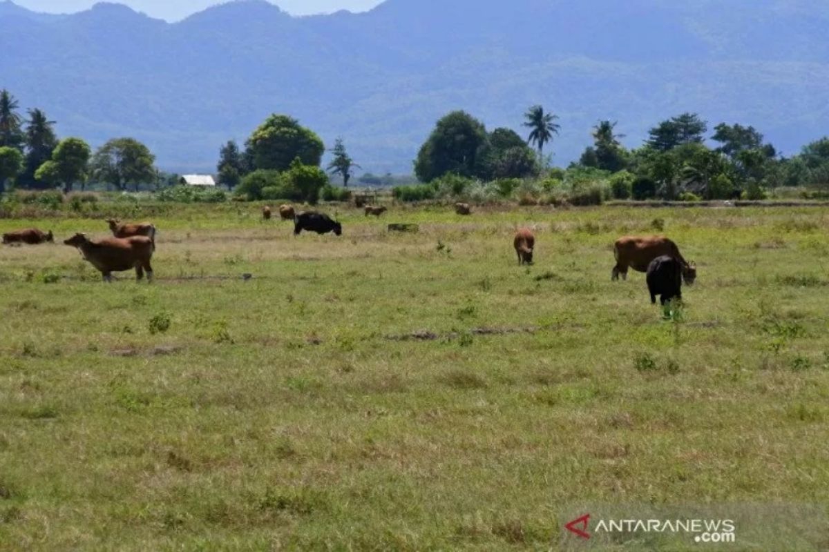 51,2 persen wilayah Indonesia telah kemarau